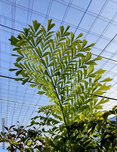 Hoja de palmera tropical