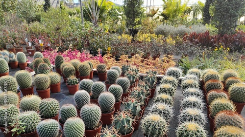 Varios tipos de cactus en el exterior