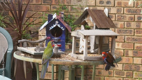 Crimson Rosellas feeding in bird houses in Canberra, Australia photo