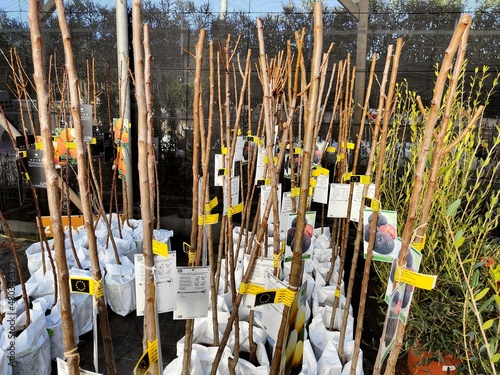 Vivero de árboles frutales