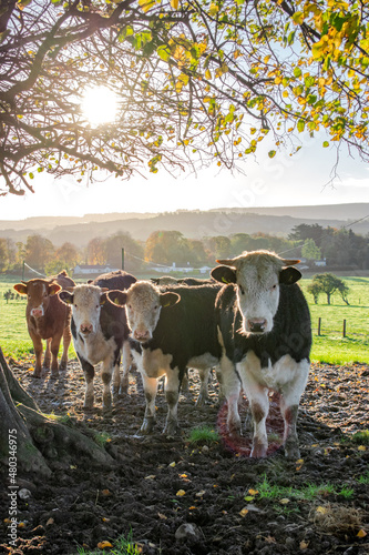 Cows at Sunrise on a Irish Farm