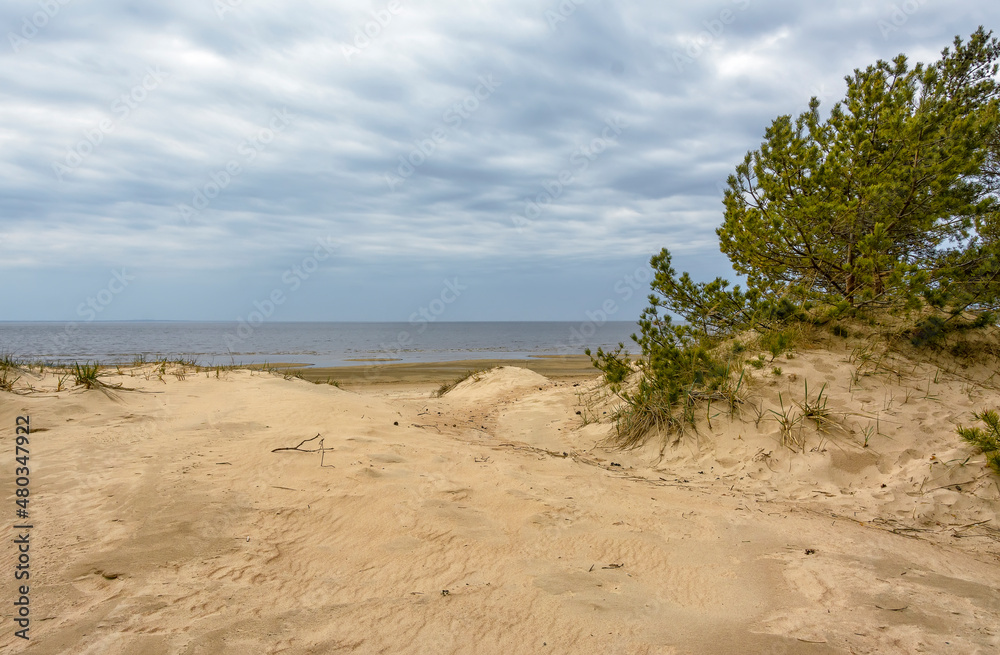 Sand dunes on the coast of the Gulf of Finland in the Leningrad region near the city of Sosnovy Bor.