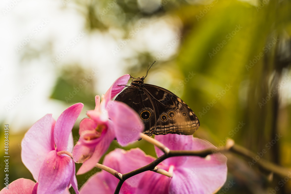 butterfly attached to a branch in freedom