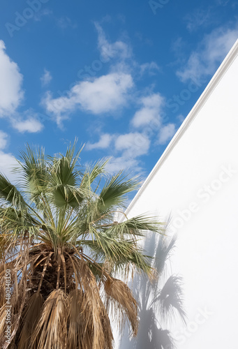 Tropical palm tree and blue sky minimalist wallpaper. Canary Island. Travel, relax, vacation concept