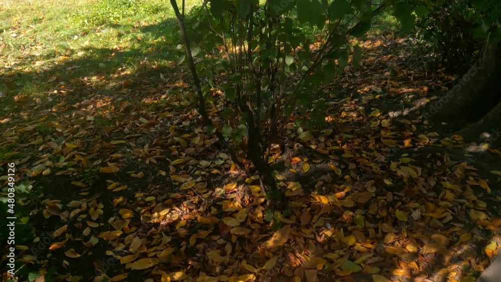 Fallen yellow leaves on the ground in the fall in the park Fallen yellow leaves on the ground in the fall in the park