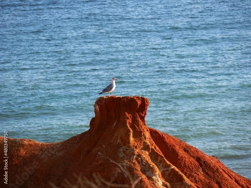 Go  land argent   de l oc  an Atlantique pr  s de Lagos au sud du Portugal dans l Algarve