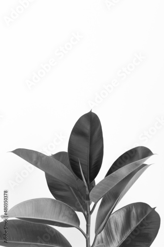 Close up of plant with big leaves on white background with copy space; monochrome photography; modern and minimalist plant background