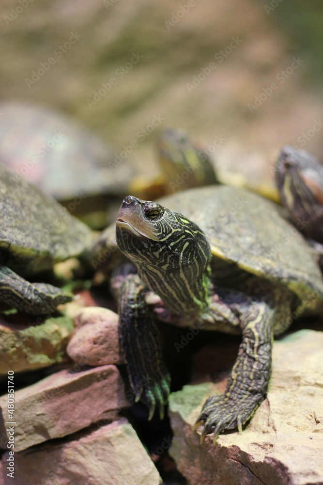 painted turtle painted turtle