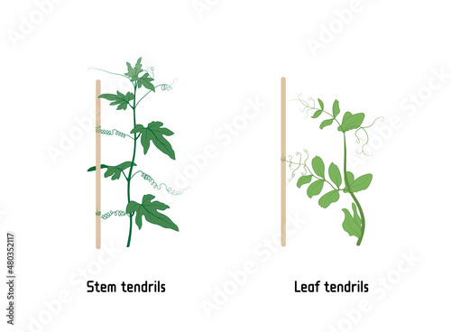 Thigmotropism vector editable illustration. Stem or leaf tendrils help the plant to climb a support. Bryonia dioica and Sweet Pea.