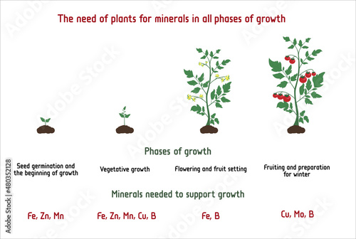 The need of plants for minerals in all phases of growth. Education editable vector illustration. Plants requirements for minerals.