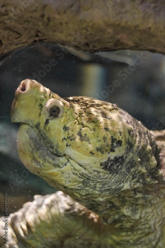 snapping turtle in the water