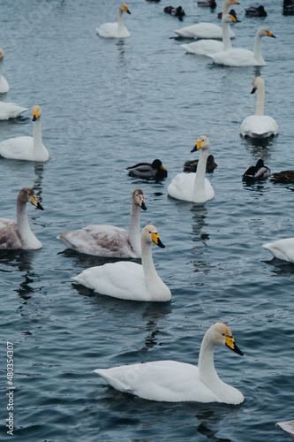 Group of white swans in the wild in the lake in winter. Cygnus cygnus. Russia, Altai, Siberia. Lake Svetloe, Altai Territory photo