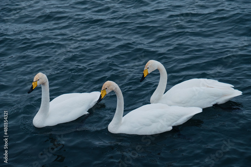 Three white swans in the wild in the lake in winter. Cygnus cygnus. Russia, Altai, Siberia. Lake Svetloe, Altai Territory