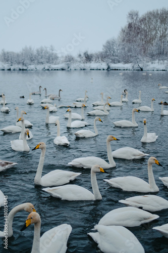 Group of white swans in the wild in the lake in winter. Cygnus cygnus. Russia, Altai, Siberia. Lake Svetloe, Altai Territory photo