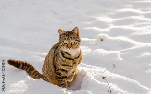 Portrait of a socialized, domestic, colorful cat. Playful, European, domestic cat on a snow cover. 