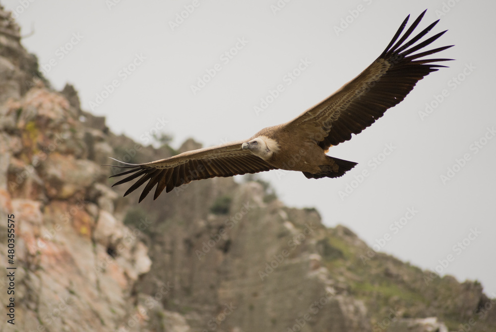 Fototapeta premium Majestuoso vuelo