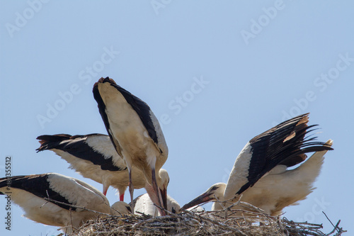 Young storks in Cristian, Romania photo