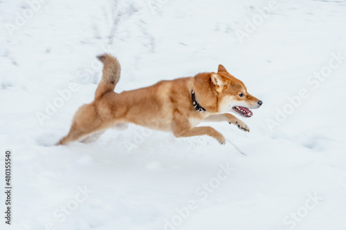 The Shiba Inu Japanese dog plays in the snow in winter.