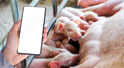 Blank touchscreen mobilephone holding in hand with blurred piglets which are drinking milk from their mother background. Mock up, copyspace, domestic animal price and technology concept.