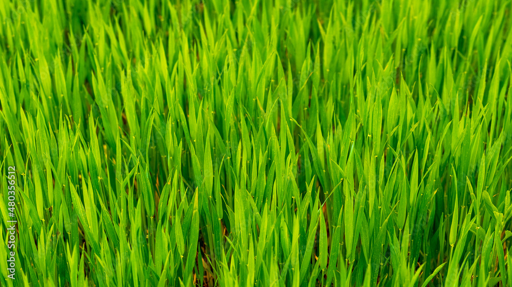 Texture of young green spring grass, background with grass. Grass in the meadow Texture of young green spring grass, background with grass. Grass in the meadow