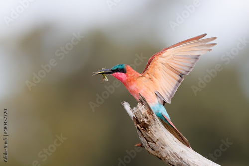 Photography Southern carmine bee eater with a grasshopper is sitting on a branch in Kruger N