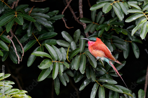 Southern carmine bee eater sitting on a branch in Kruger National Park in South Africa