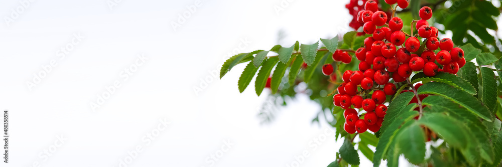 Red ripe bunch of rowan with green rowan leaves on white sky background. Red ripe bunch of rowan with green rowan leaves on white sky background.
