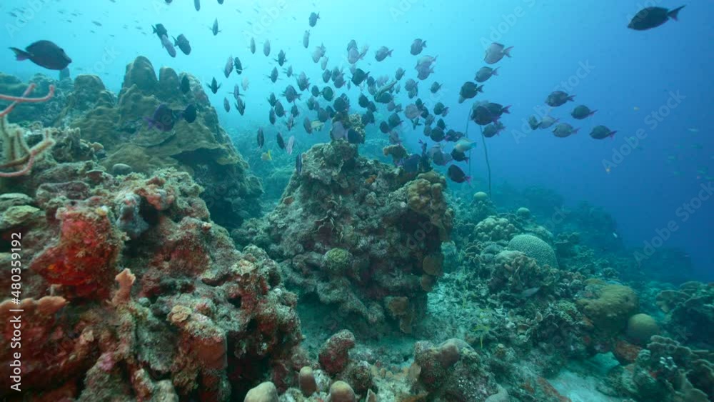Seascape with School of Surgeonfish in the coral reef of the Caribbean Sea, Curacao Seascape with School of Surgeonfish in the coral reef of the Caribbean Sea, Curacao