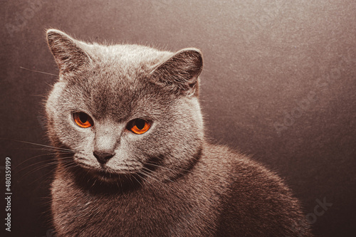 Portrait of British shorthair grey cat with big wide face on Isolated Black background, front view