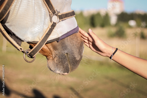 Petting a horse