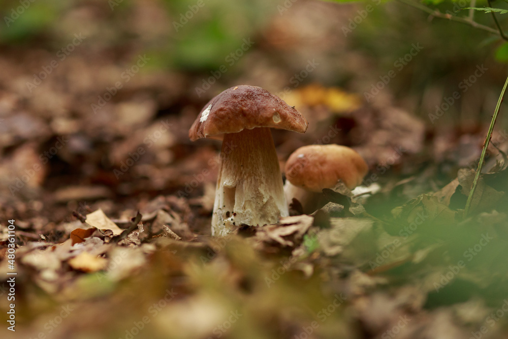Fototapeta premium Mushrooms and Leaves