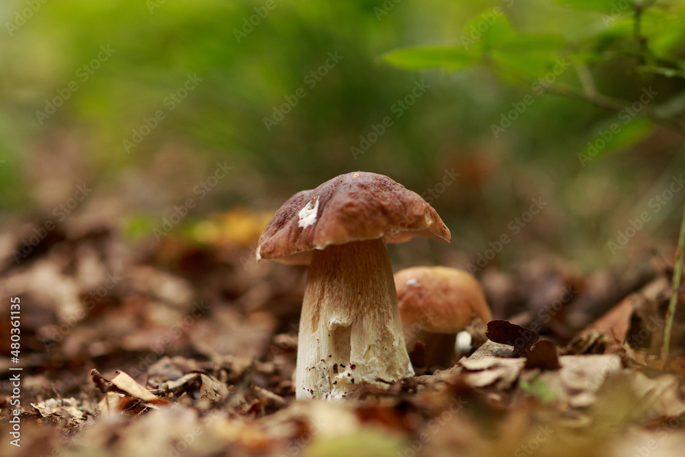 Fototapeta premium Fungi in the Woods