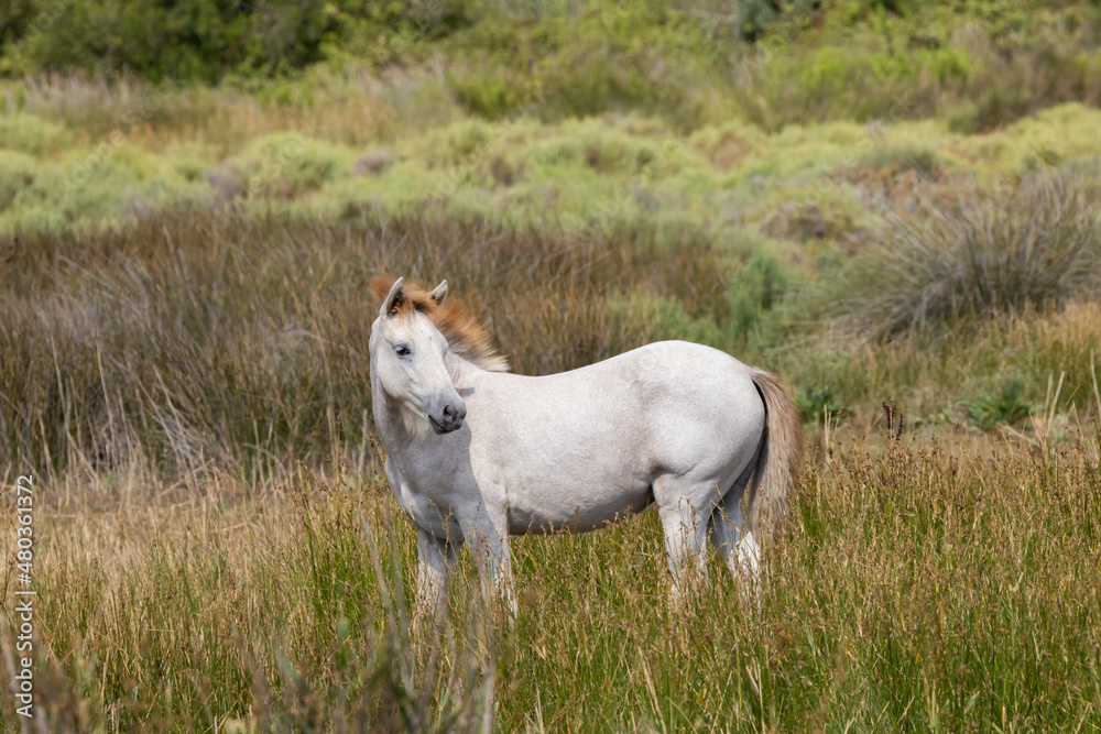 White wild horses, Parc Naturel regional de Camargue, Provence, France White wild horses, Parc Naturel regional de Camargue, Provence, France