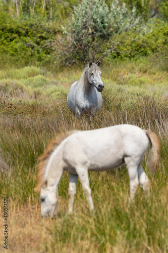 Fototapeta Naklejka Na Ścianę i Meble -  White wild horses, Parc Naturel regional de Camargue, Provence, France