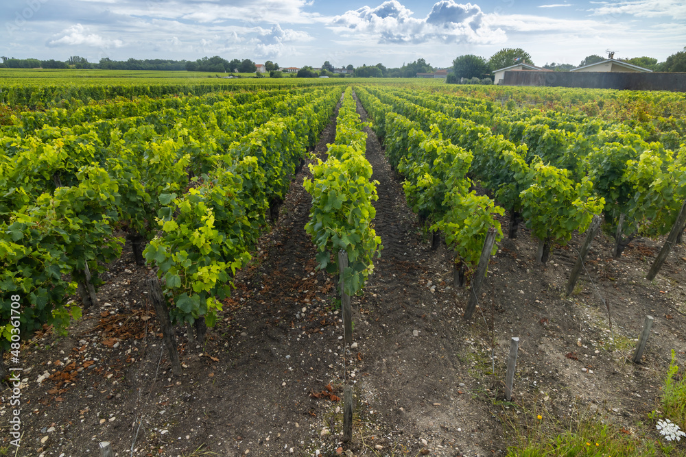 Typical vineyards near Saint-Julien-Beychevelle, Bordeaux, Aquitaine, France