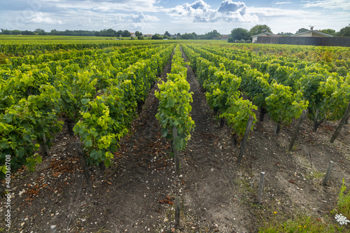 Typical vineyards near Saint-Julien-Beychevelle  Bordeaux  Aquitaine  France