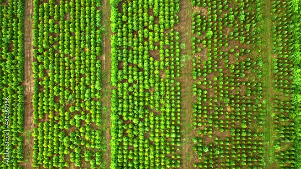 Aerial view of afforestation of the area. Industrial tree plantation. Aerial view of afforestation of the area. Industrial tree plantation.