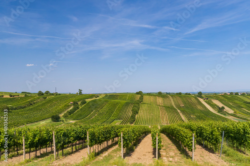 Landscape with vineyards  Slovacko  Southern Moravia  Czech Republic