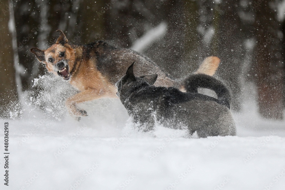 dog running in the snow dog running in the snow