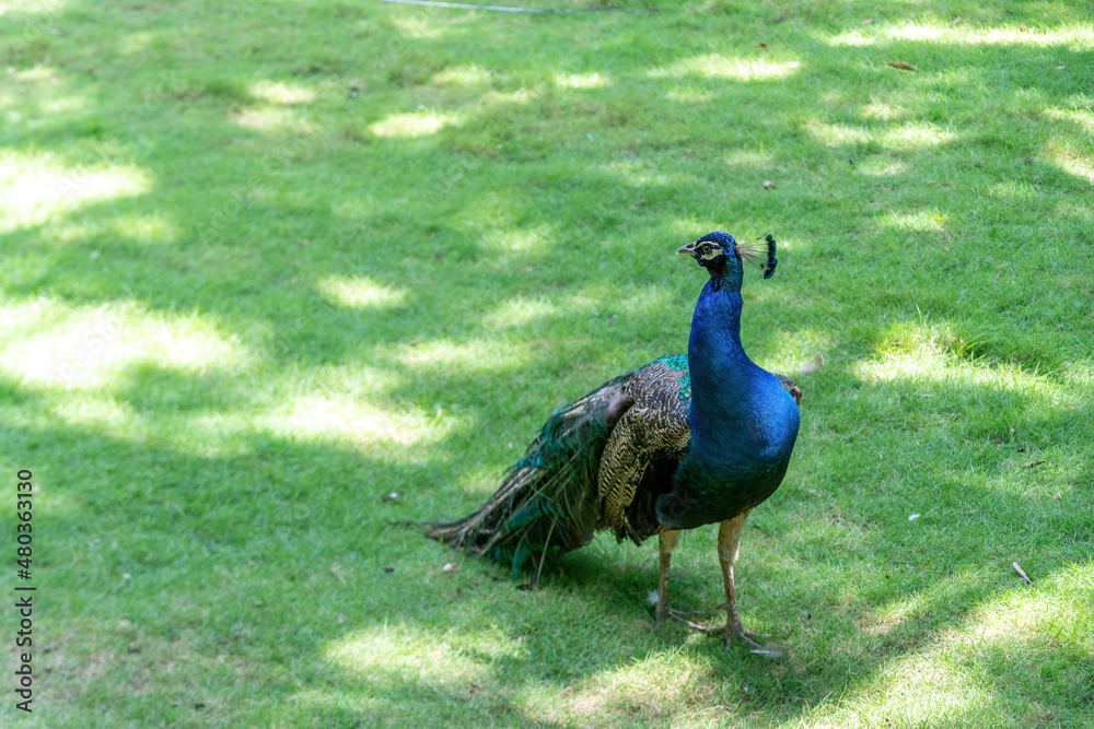 Fototapeta premium A peacock is walking outside