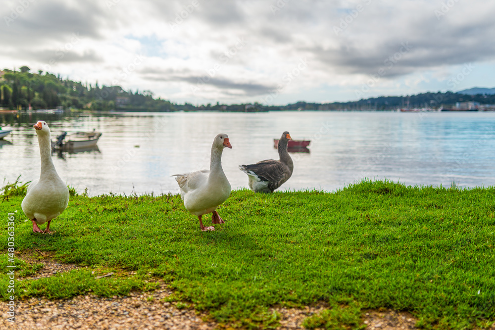 Fototapeta premium Gooses grazing on bank green meadow by lake with boats
