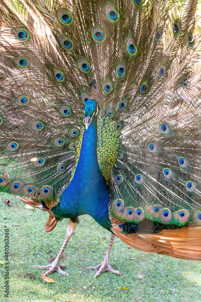 Obraz premium A peacock is walking outside