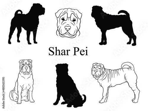 Set of Shar Pei. Collection of purebred short-haired dogs. Animal logo. Vector illustration of a Shar Pei dog.  photo