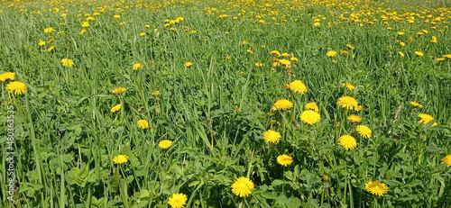 dandelion field 2