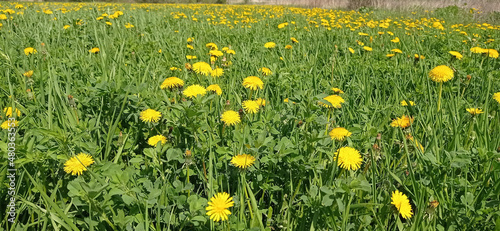 dandelion field 1