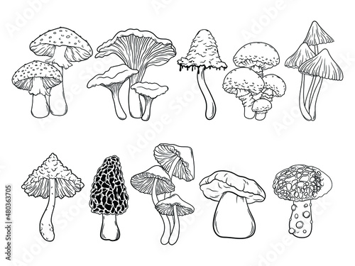 Murais de parede Set of different mushrooms