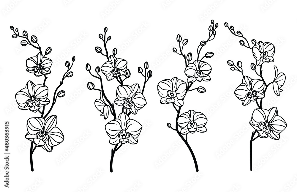 Set of orchid flower. Collection of branches of blooming orchid. Botany. Spring wildflower. Vector illustration of tropic flower isolated on white background. Set of orchid flower. Collection of branches of blooming orchid. Botany. Spring wildflower. Vector illustration of tropic flower isolated on white background.