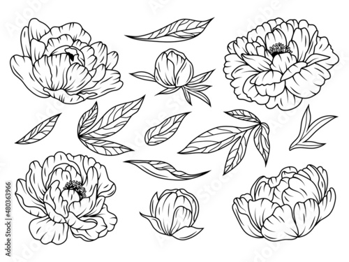 Set of beautiful peony. Collection of peony flower buds and leaves. Botany. Design for a t-shirt. Wedding flower. Vector illustration of floral decoration for print.