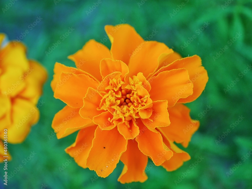 orange dahlia flower