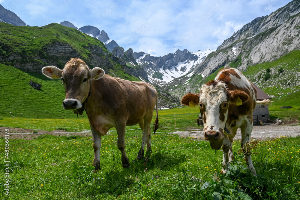 Two cows look curious in the Swiss alps